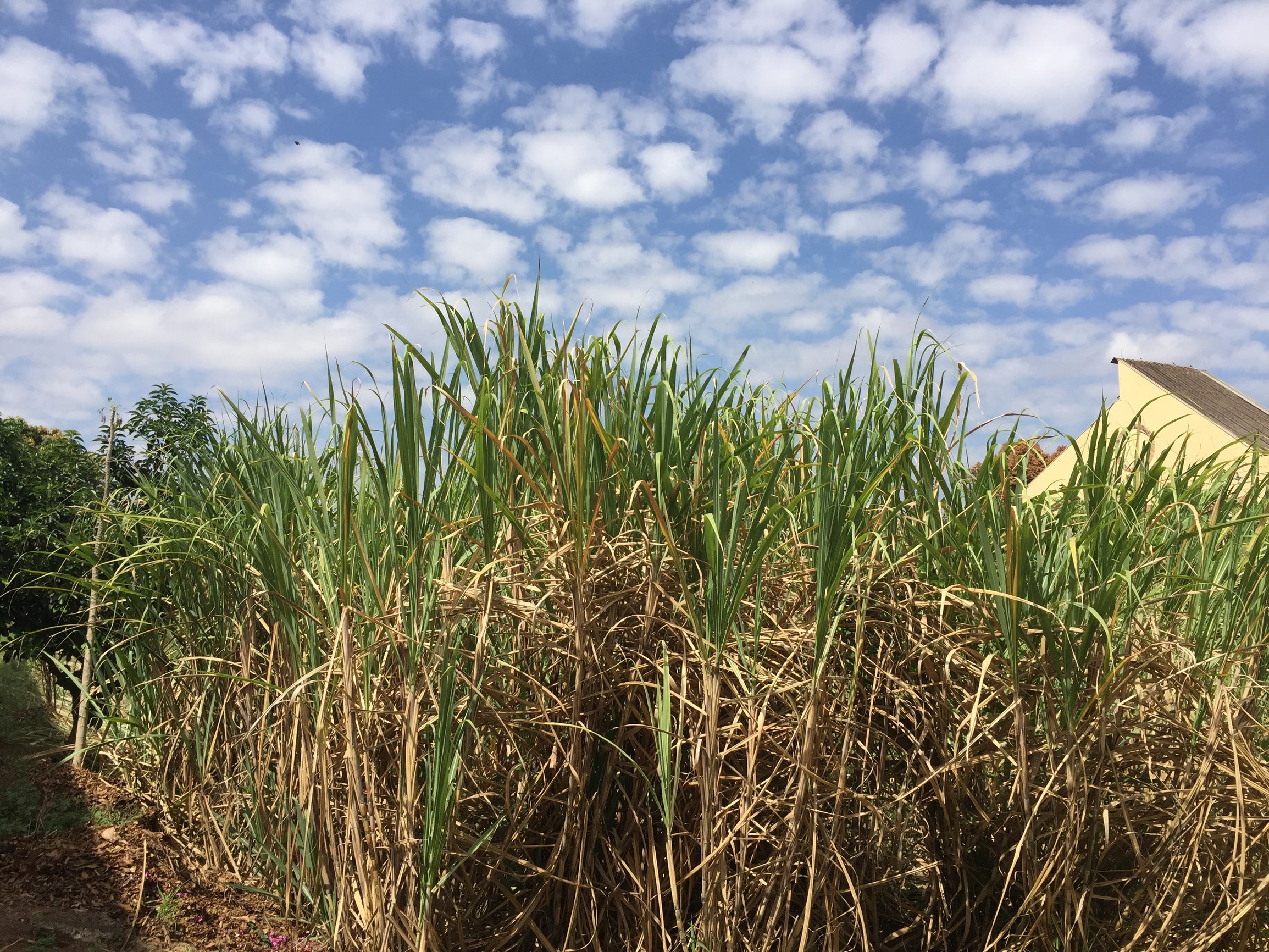 A photograph of sugarcane plants in a plantation 